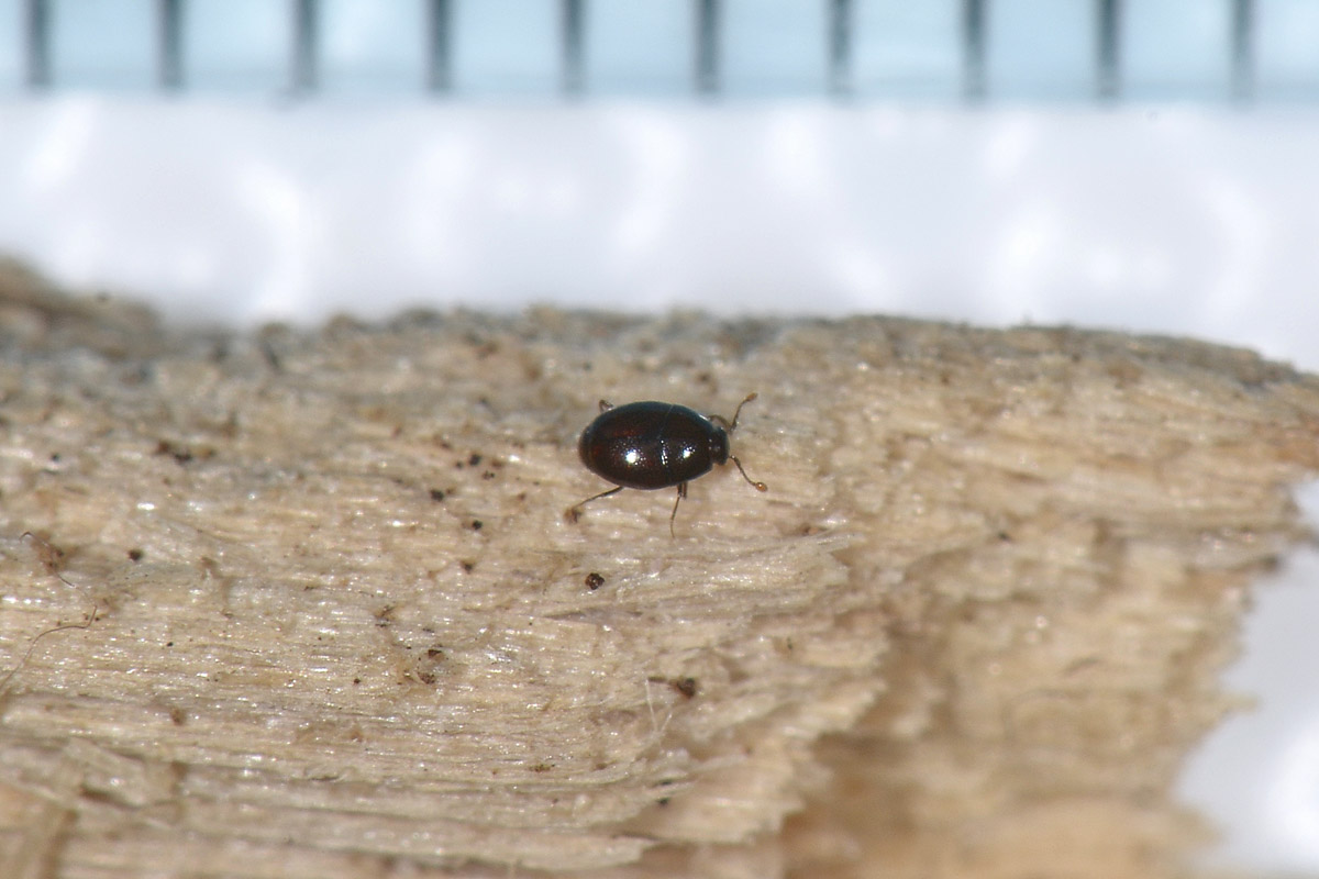 Acritus sp, Histeridae